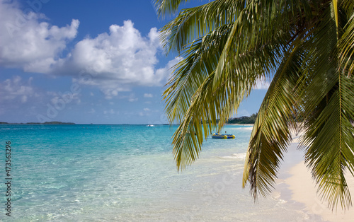 Palm tree branches on paradise beach