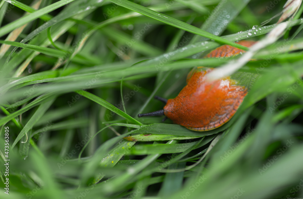 Obraz premium Limace