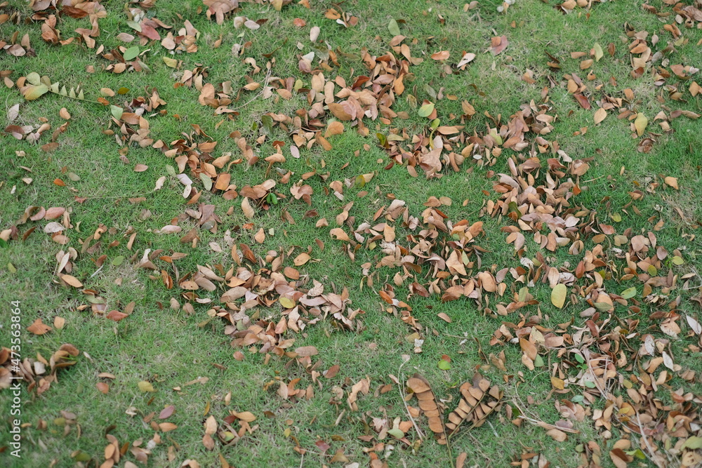 dry brown leaves splattered on a stretch of green grass