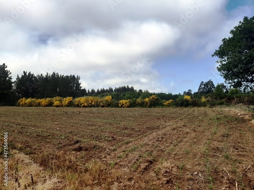 Terreno sembrado en Galicia