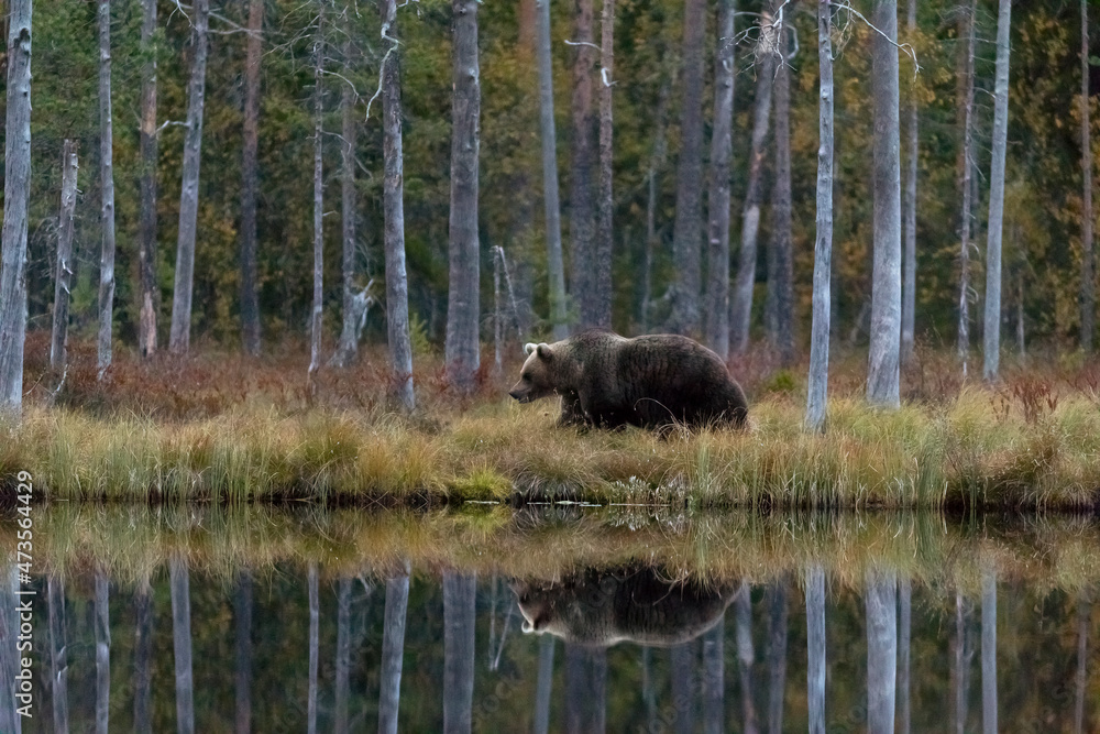 Finland, Kainuu, Kuhmo, Brown bear(Ursusarctos)walking along grassylakeshorein autumn taiga Finland, Kainuu, Kuhmo, Brown bear(Ursusarctos)walking along grassylakeshorein autumn taiga