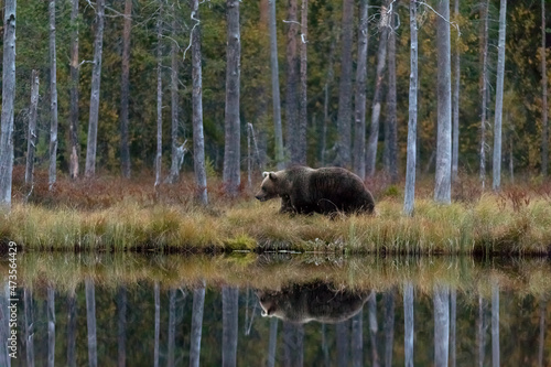 Finland, Kainuu, Kuhmo, Brown bear(Ursusarctos)walking along grassylakeshorein autumn taiga photo