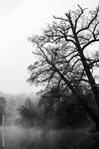 Tree near the foggy lake. Black and white
