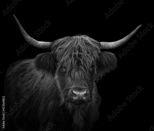 black and white portrait of a scottish highland cattle with dramatic lighting and black background