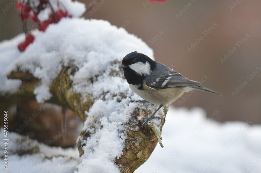 Naklejka premium Tannenmeise auf Wurzel