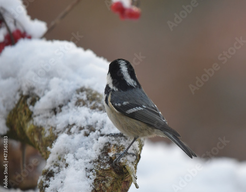 Tannenmeise auf Ast © MEISTERFOTO