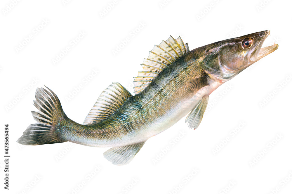 Pike perch river fish on white background - obrazy, fototapety, plakaty 