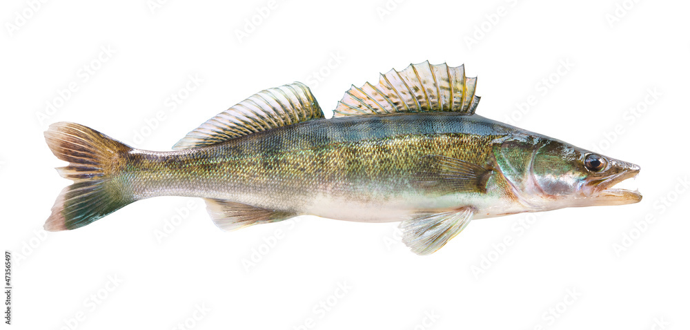 Pike perch river fish on white background