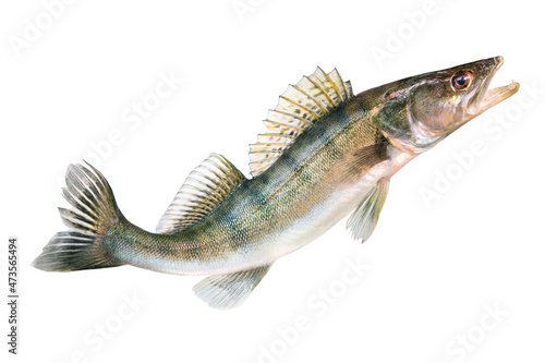 Pike perch river fish on white background photo