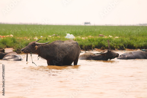 Water buffaloes bathing in the murky banks of Tonle Sap lake in Cambodia