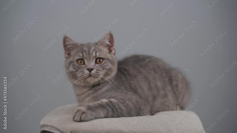 Portrait of a young gray cat of British breed on a gray background. Pedigree kitten with yellow eyes Scottish straight cute and funny breed on a gray wall background. Favorite pet Portrait of a young gray cat of British breed on a gray background. Pedigree kitten with yellow eyes Scottish straight cute and funny breed on a gray wall background. Favorite pet