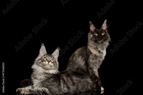 Two maine coon cats sitting and looking up on Isolated black background