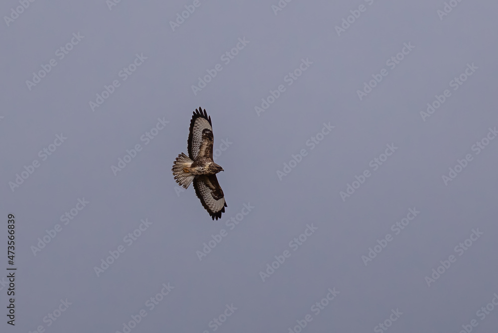 Common buzzard flying high