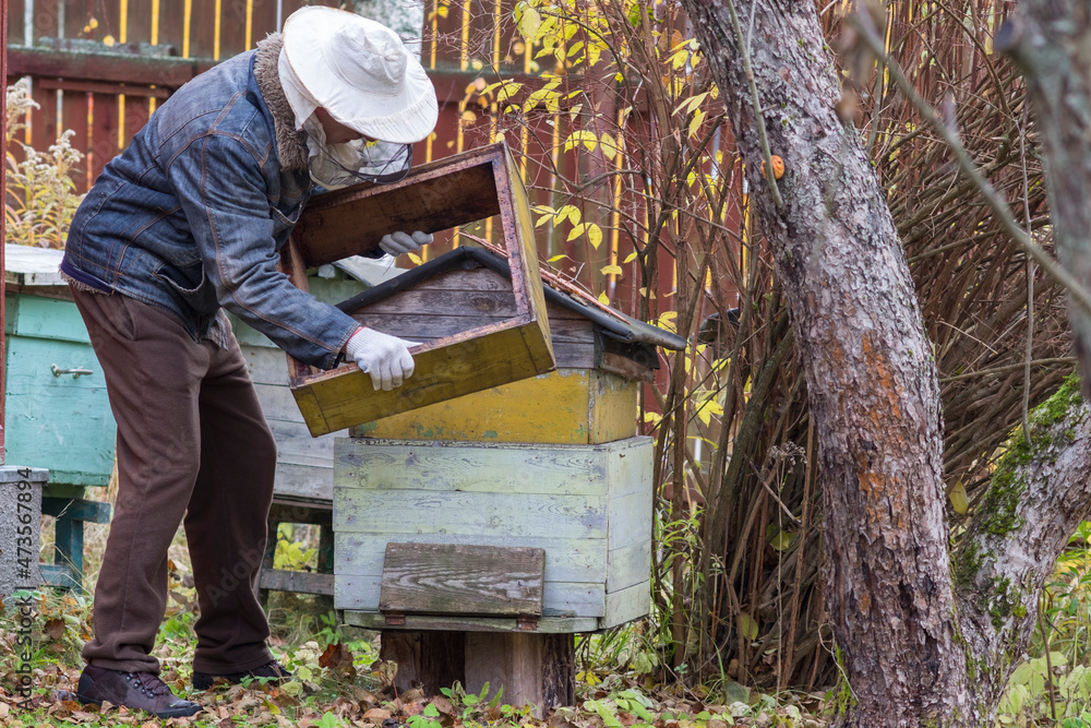 beekeeping in autumn beekeeping in autumn