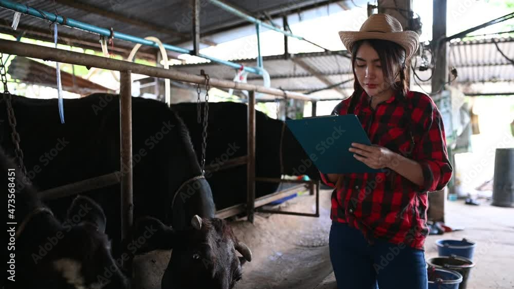 Asian farmers Work in a rural dairy farm outside the city,Young people with cows Asian farmers Work in a rural dairy farm outside the city,Young people with cows