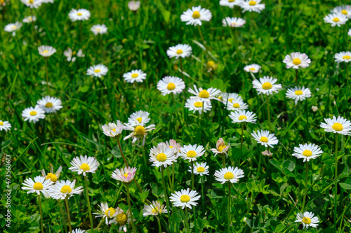 Green meadow with daisies. spring summer field flowers