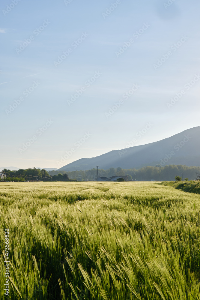 landscape of a wheat field with the first rays of the morning sun. Vall den Bas, Garrotxa, Girona. landscape of a wheat field with the first rays of the morning sun. Vall den Bas, Garrotxa, Girona.