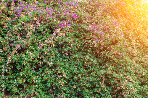 Obraz na płótnie Ecological background with Pink and purple flowers of bougainvillaea plant with