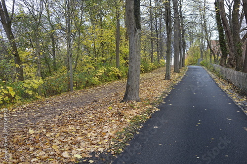 Tarmac footpath leading up to Kehrwiederwall with trees and fallen leaves on an autumn day, Hildesheim, Lower Saxony, Germany photo