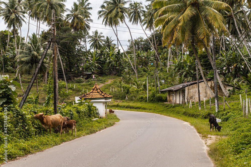 Krowy przechodzące przez drogę, azjatycki krajobraz, dżungla z palmami. - obrazy, fototapety, plakaty 
