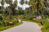 Krowy przechodzące przez drogę, azjatycki krajobraz, dżungla z palmami.