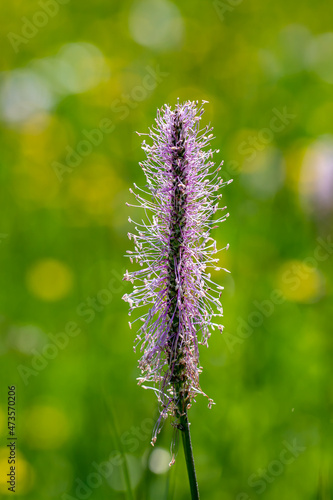 Plantago media flower in meadow, close up shoot 