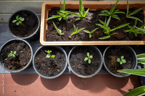 preparing for cultivate green plants in brown wooden pot and a little plants in plastic black pot at the organic farm