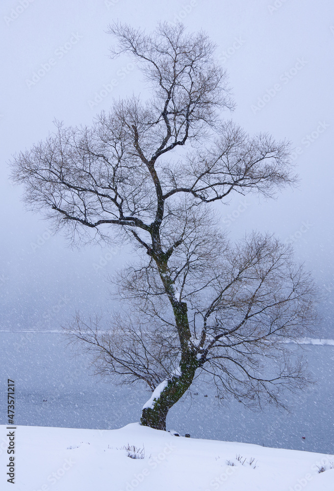 Fototapeta premium 雪の余呉湖の湖畔に立つ木
