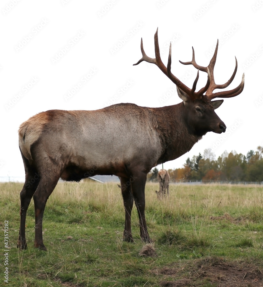 A red deer on the field