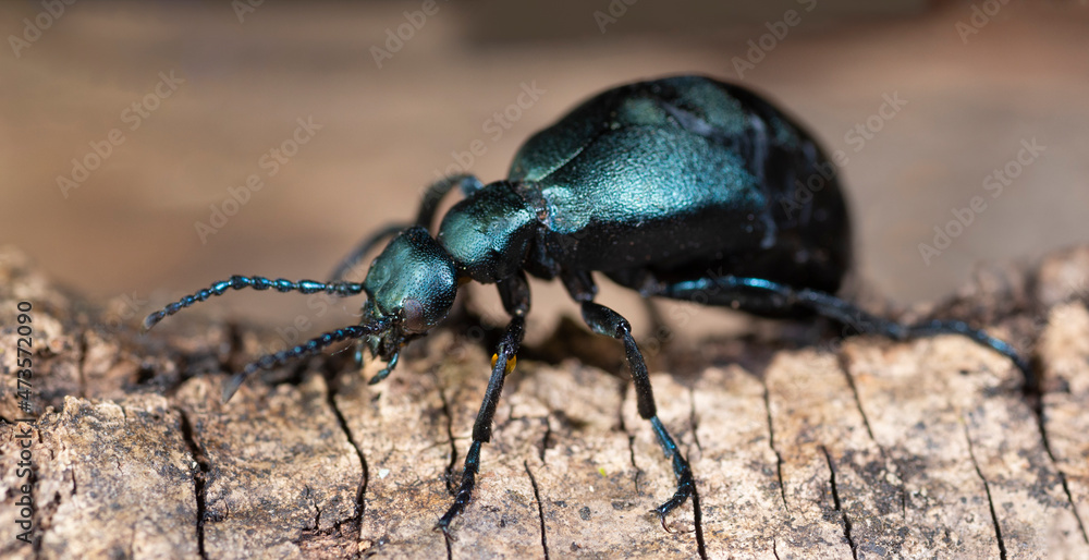 Fototapeta premium Macro view of Meloe americanus, or buttercup oil beetle, showing droplet of toxic fluid on its front leg. Fluid creates painful blisters on human skin and is a deterent to predators.