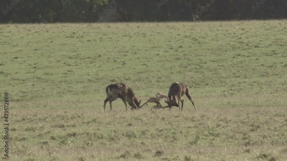 fallow deer rutting season fallow deer rutting season