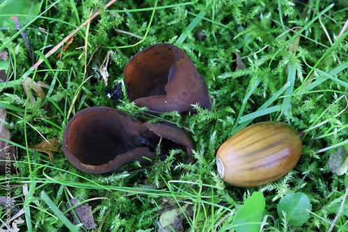 Otidea bufonia, known as split goblet or rabbit-ear cup fungus, wild mushroom from Finland photo