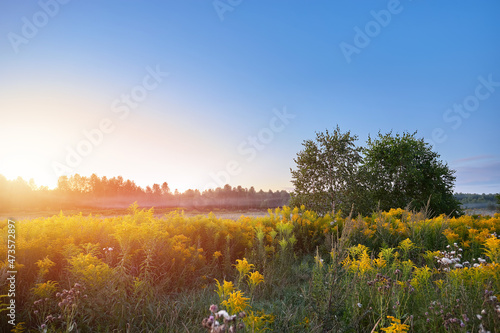Summer sunrise with fog and beautiful summer field with flowers.