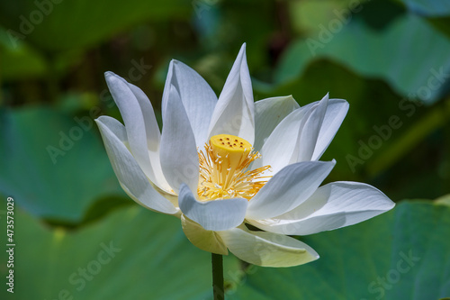 Water lotus in botanical garden. Island Mauritius . Close up