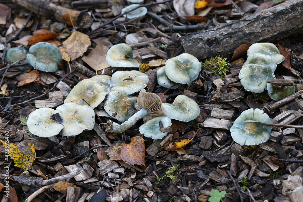 Stropharia caerulea, known as the blue roundhead or blue-green psilocybe, wild mushroom from Finland