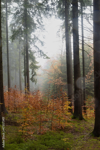Erzgebirge - Geyer forest - clearing photo