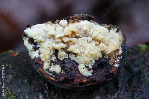 Antrodiella pallescens, a polypore from Finland  growing on tinder fungus, Fomes fomentarius