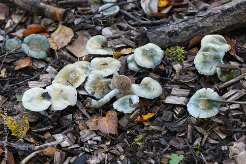 Stropharia caerulea, known as the blue roundhead or blue-green psilocybe, wild mushroom from Finland photo