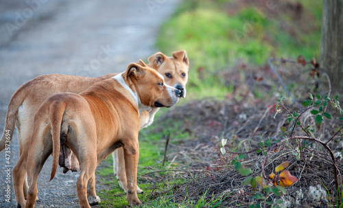female Brown american staffordshire terrier standing in nature .