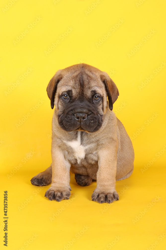 bullmastiff puppy sitting on yellow background 
