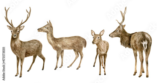 Watercolor deer illustration set. Hand drawn realistic whitetail buck  doe and fawn deer sketch. Woodland animals drawing isolated on white background. Brown reindeer herd  forest mammal with antlers