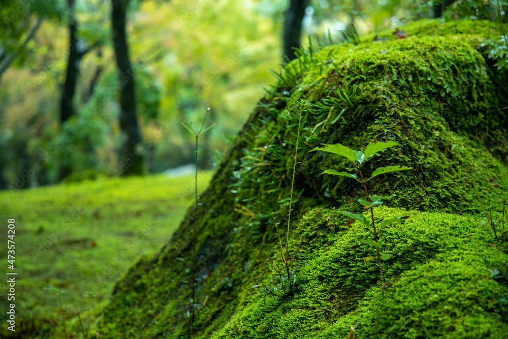 green moss on a tree