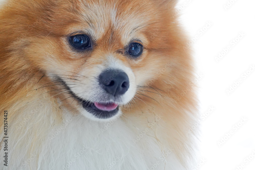 pomeranian dog portrait