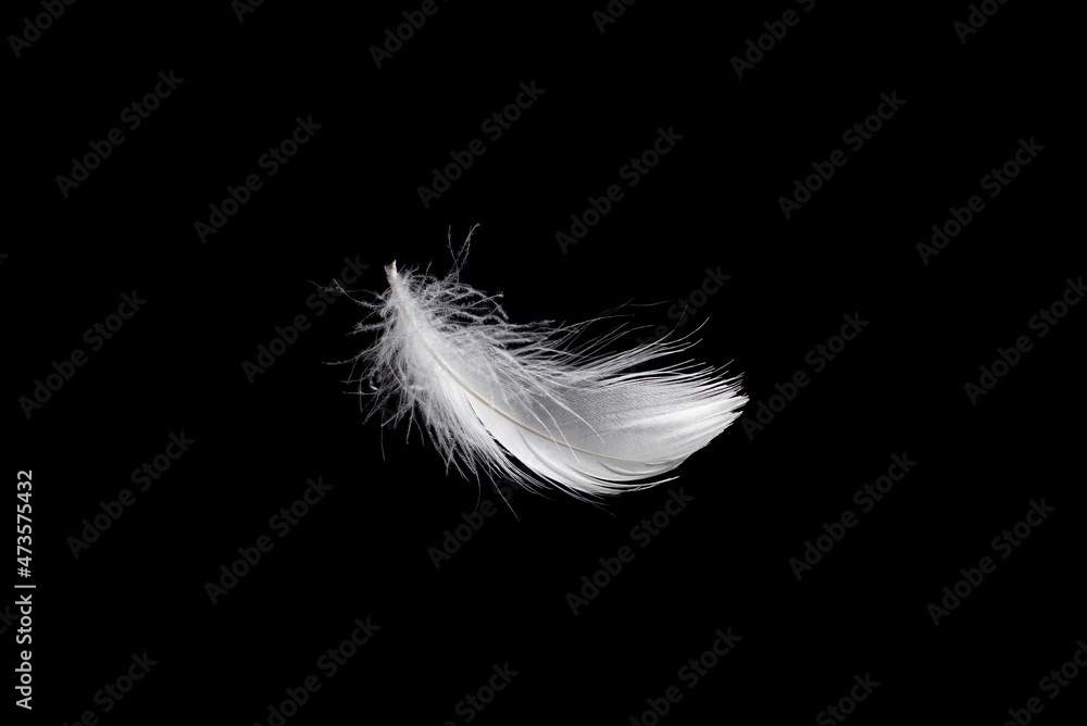 Obraz premium White feather isolated on a black background.