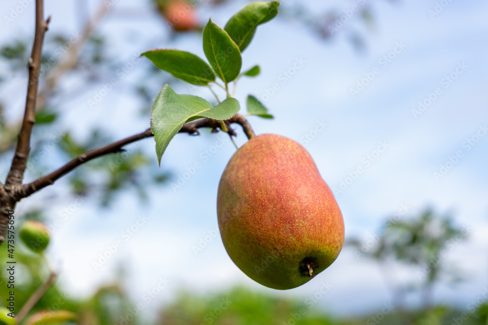 Ripe pears on a branch against the blue sky Ripe pears on a branch against the blue sky