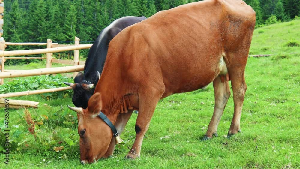 Beautiful milck brown and black cows graze and eat green grass food in a meadow high in the mountains. Carpathians, Ukraine Beautiful milck brown and black cows graze and eat green grass food in a meadow high in the mountains. Carpathians, Ukraine
