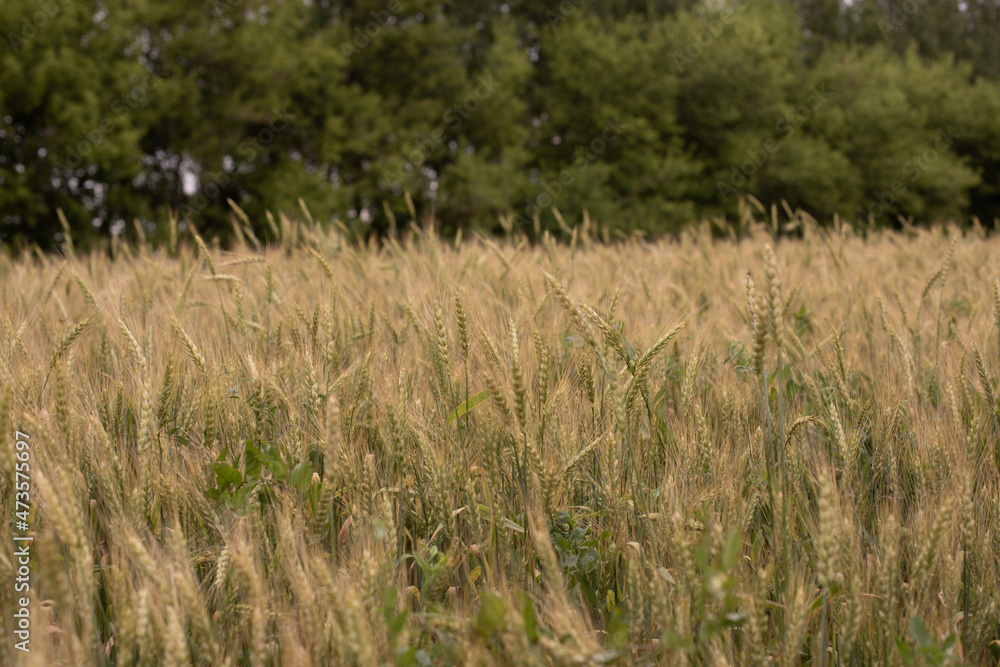 Wheat field horizontal photography rural scene idyllic nature Wheat field horizontal photography rural scene idyllic nature