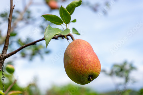 Ripe pears on a branch against the blue sky
