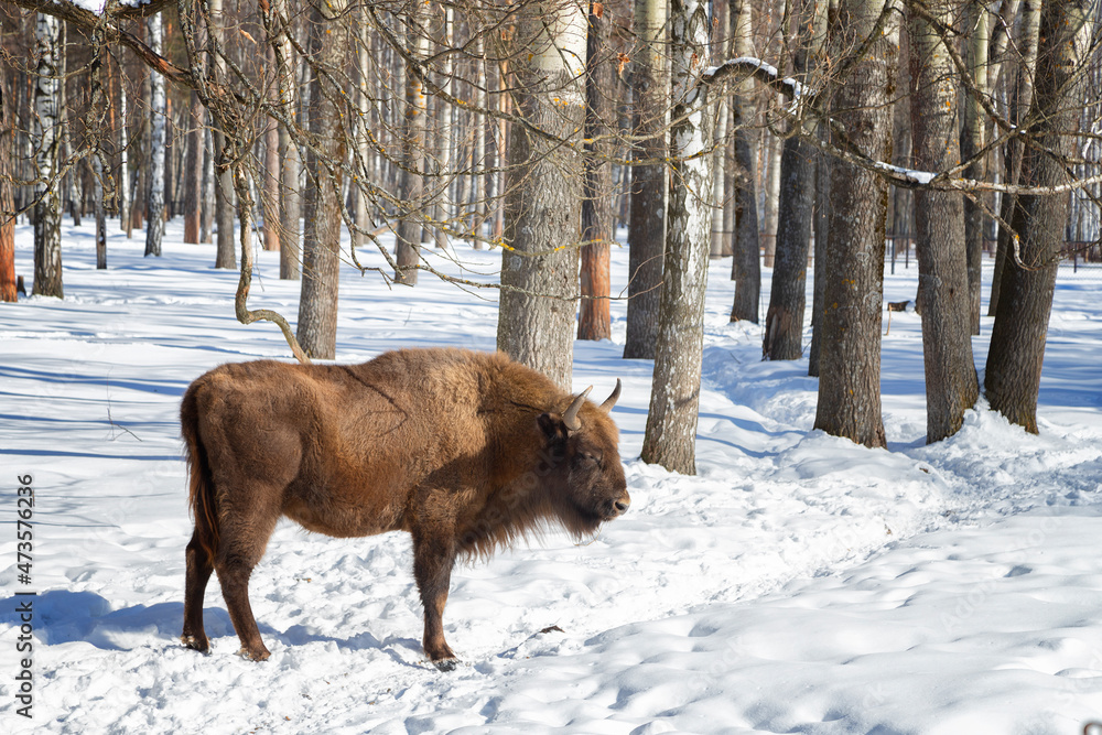 adult male bison stands in the snow on a winter day adult male bison stands in the snow on a winter day