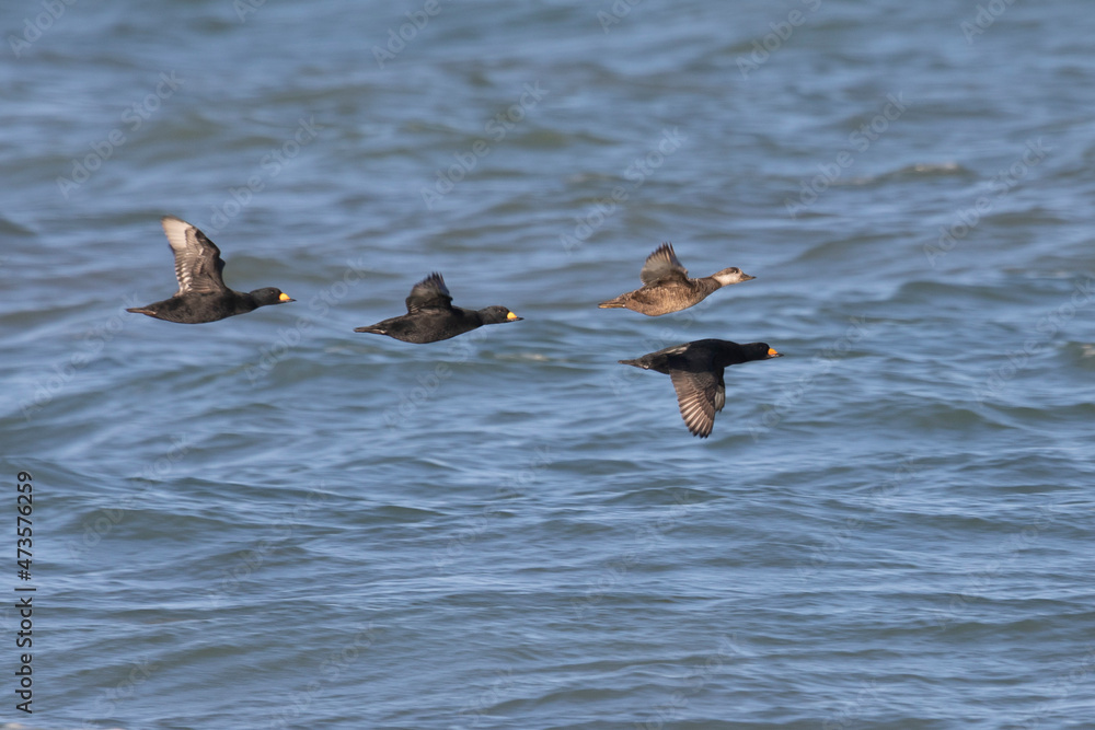 The flock Black scoter bird flies over the water. The flock Black scoter bird flies over the water.